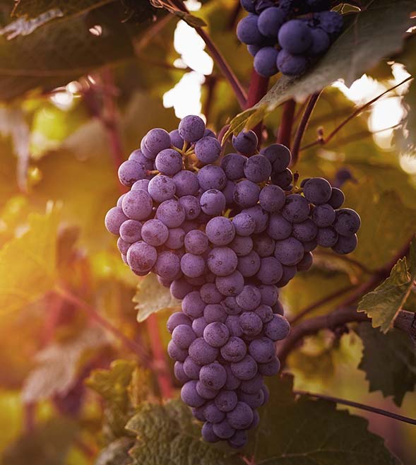 Wine not? Primary production land tax exemption no longer on the vine